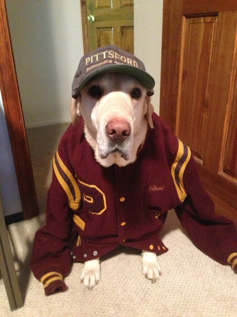Dog wearing letterman jacket